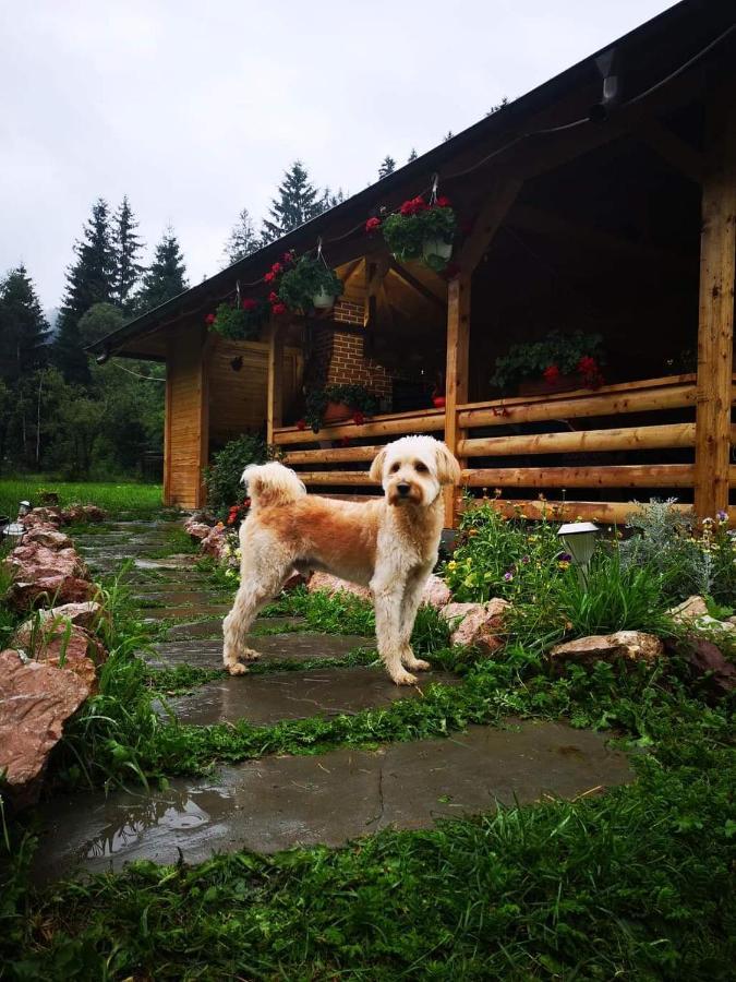 Pensiunea Casa Pancu Чахлэу Экстерьер фото